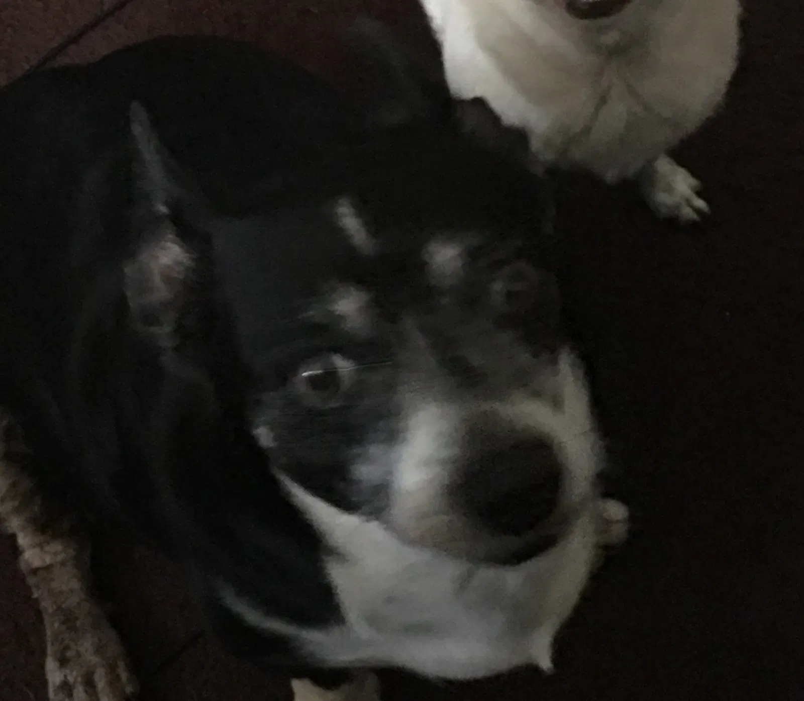 Lost dog in Compton, CA, 90221
