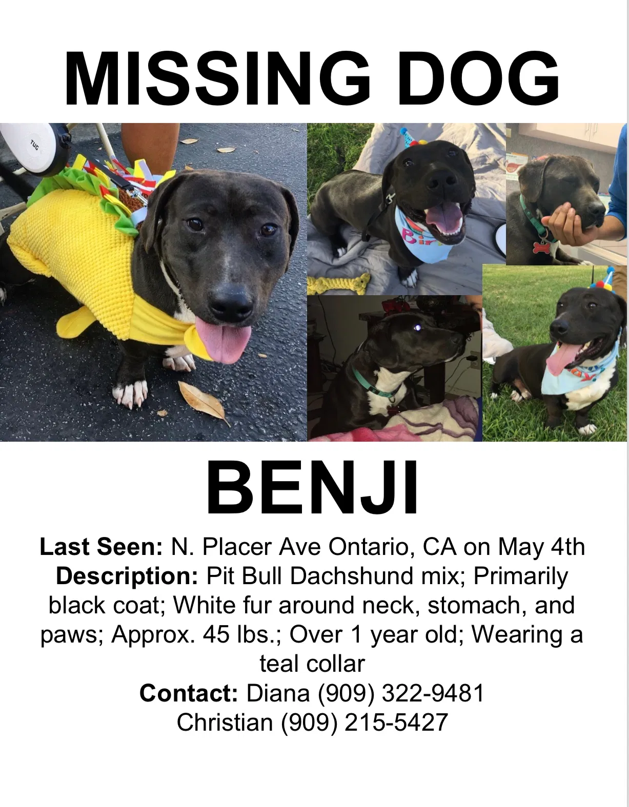 Lost dog in Ontario, CA, 91764