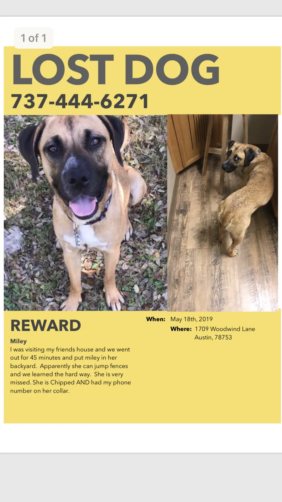 Lost dog in Austin, TX, 78753