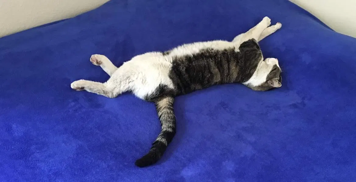 Lost cat in Fullerton, CA, 92831