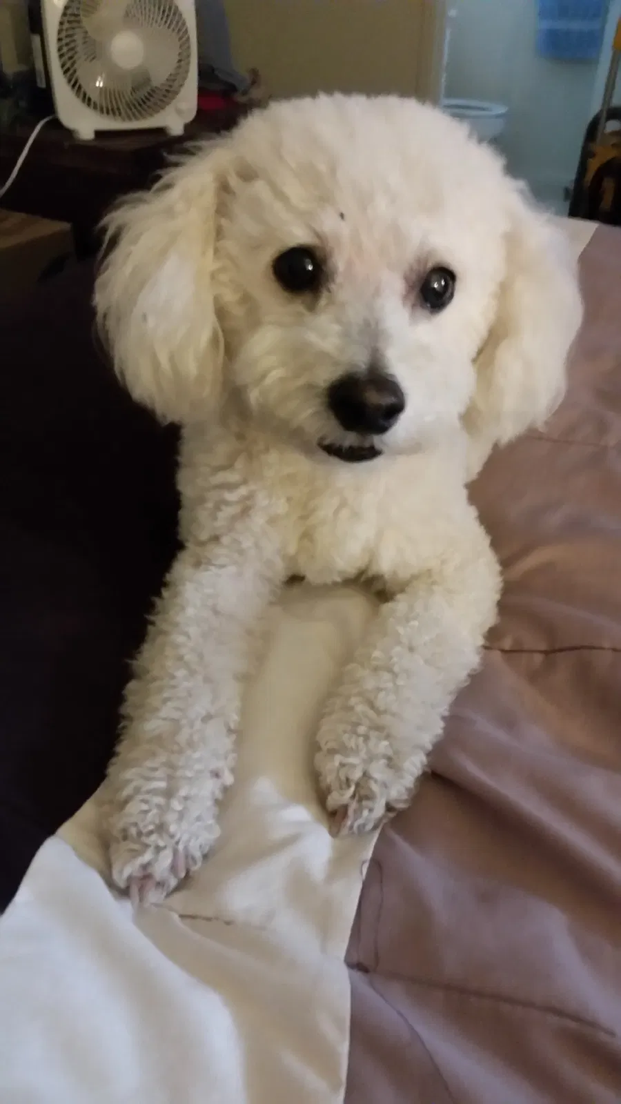 Lost dog in San Dimas, CA, 91773