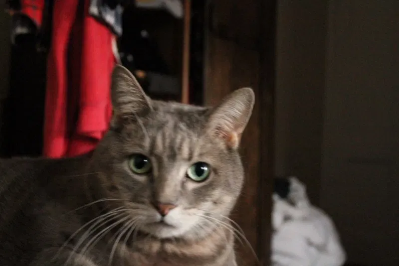 Lost cat in Sierra Madre, CA, 91024