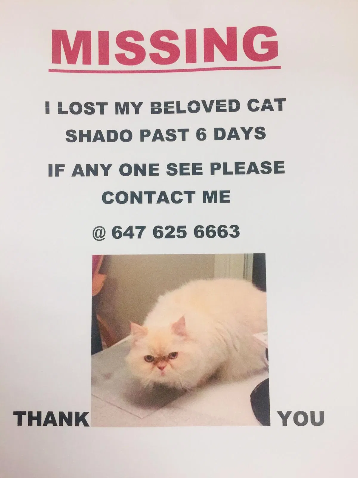 Lost cat in Unknown, CA, 0
