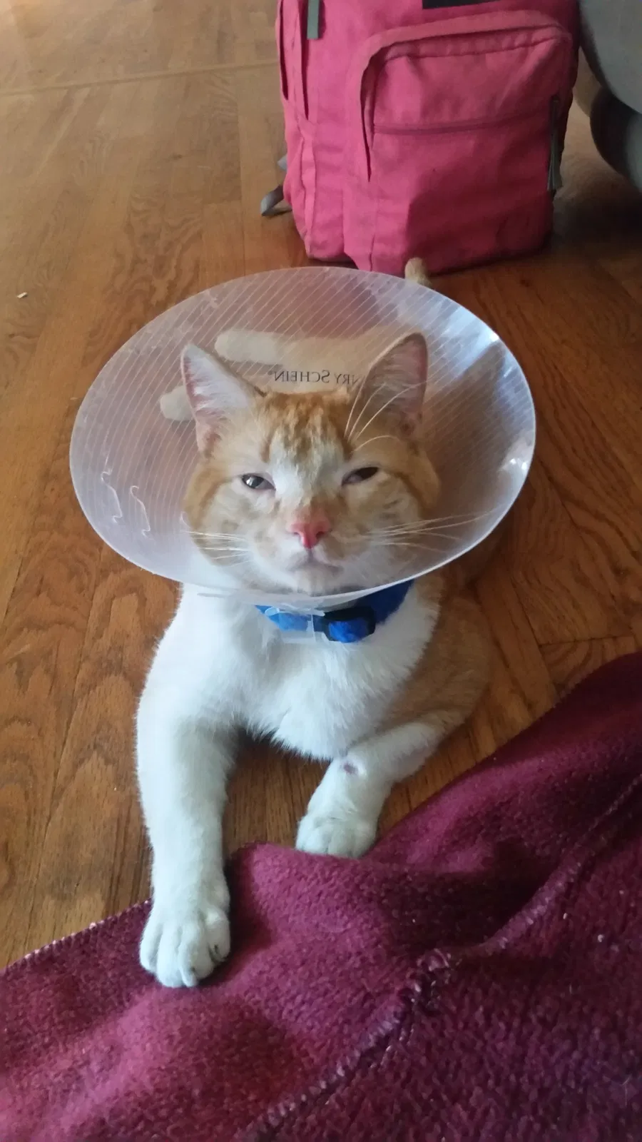 Lost cat in Denver, CO, 80229