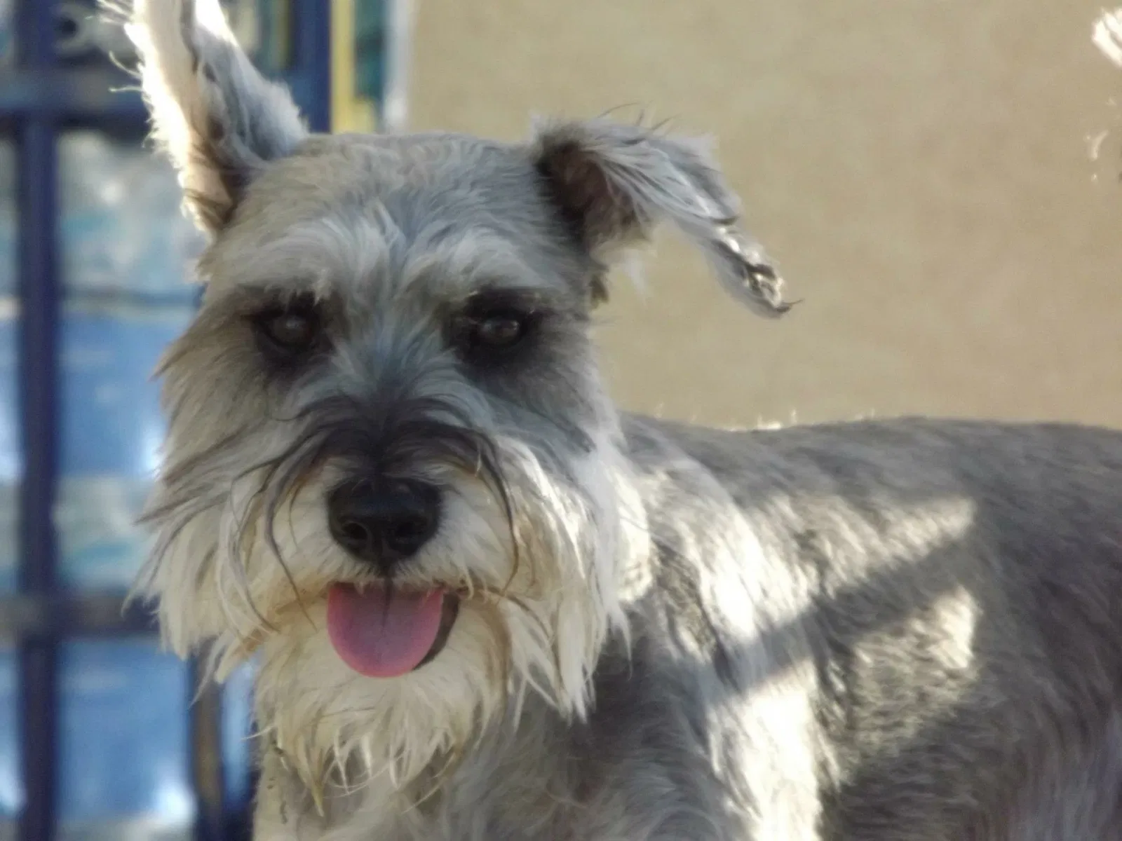 Lost dog in North Las Vegas, NV, 89031