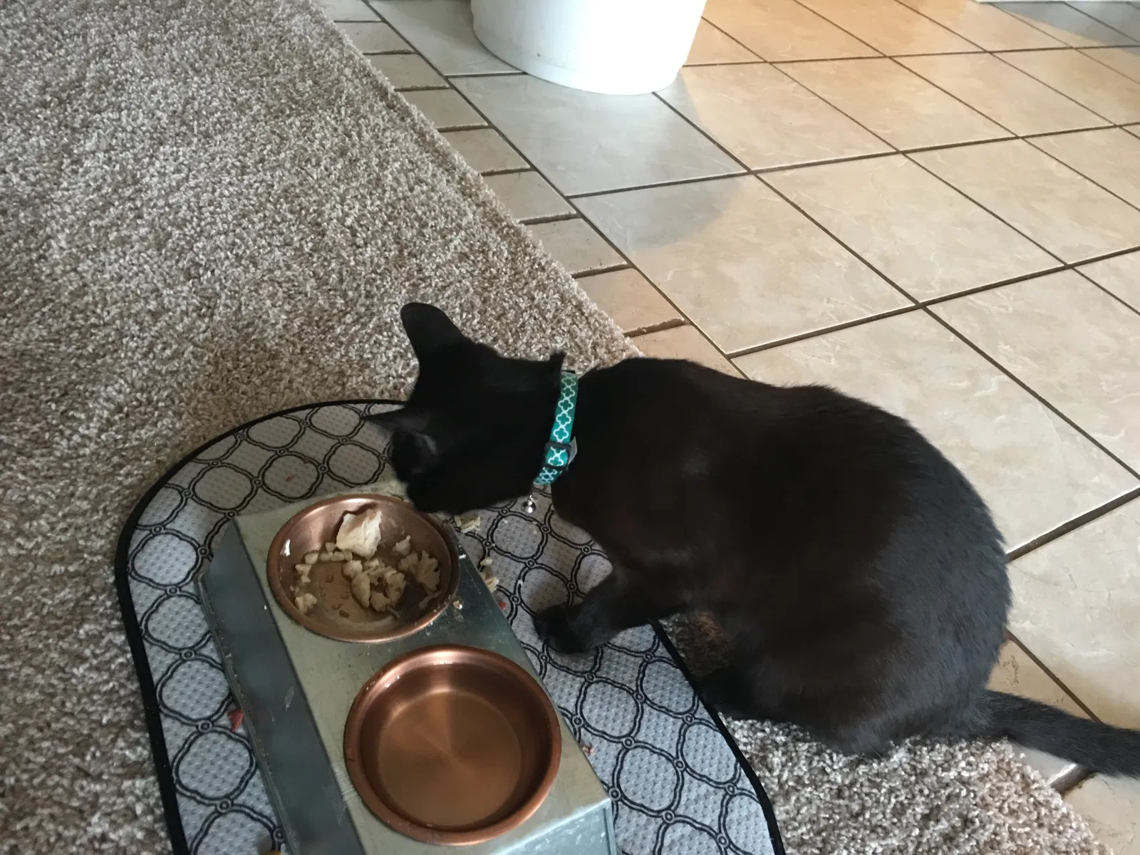 Lost cat in Stillwater, OK, 74075