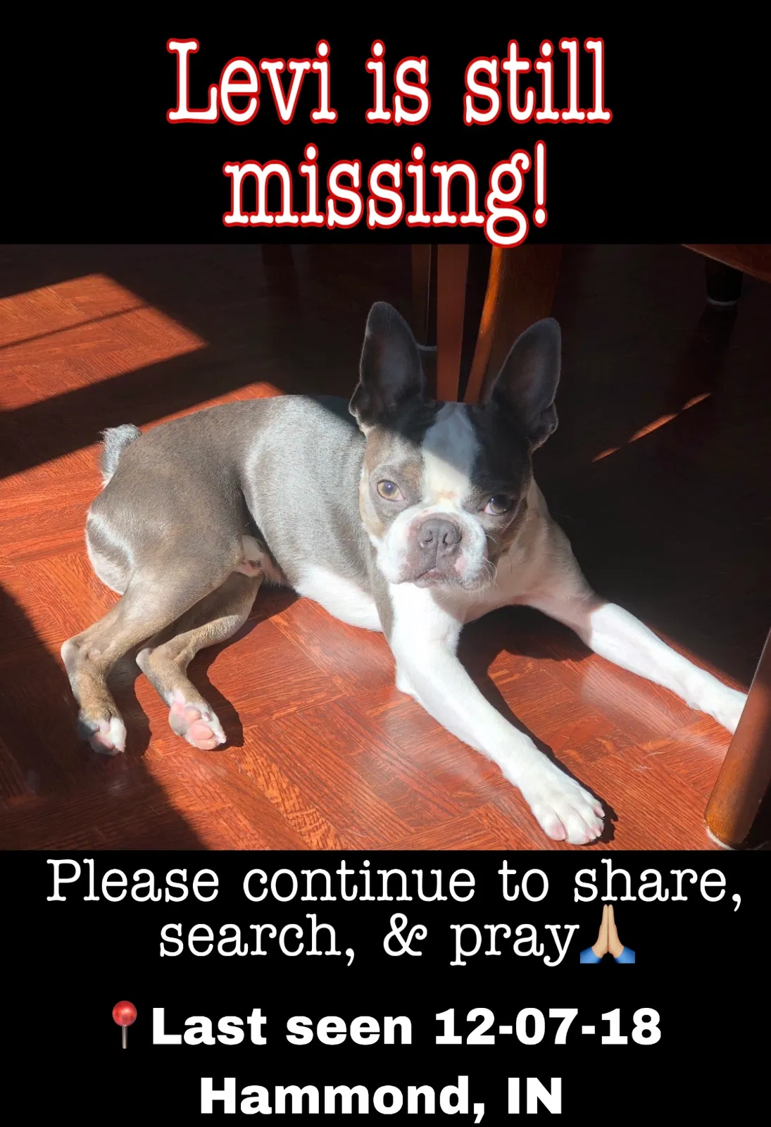 Lost dog in Hammond, IN, 46327