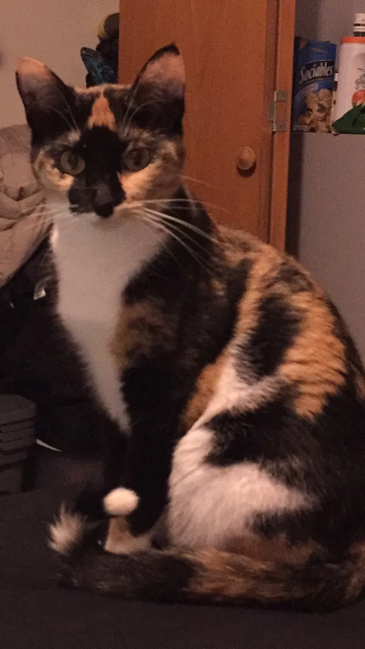 Lost cat in Monticello, MN, 55362