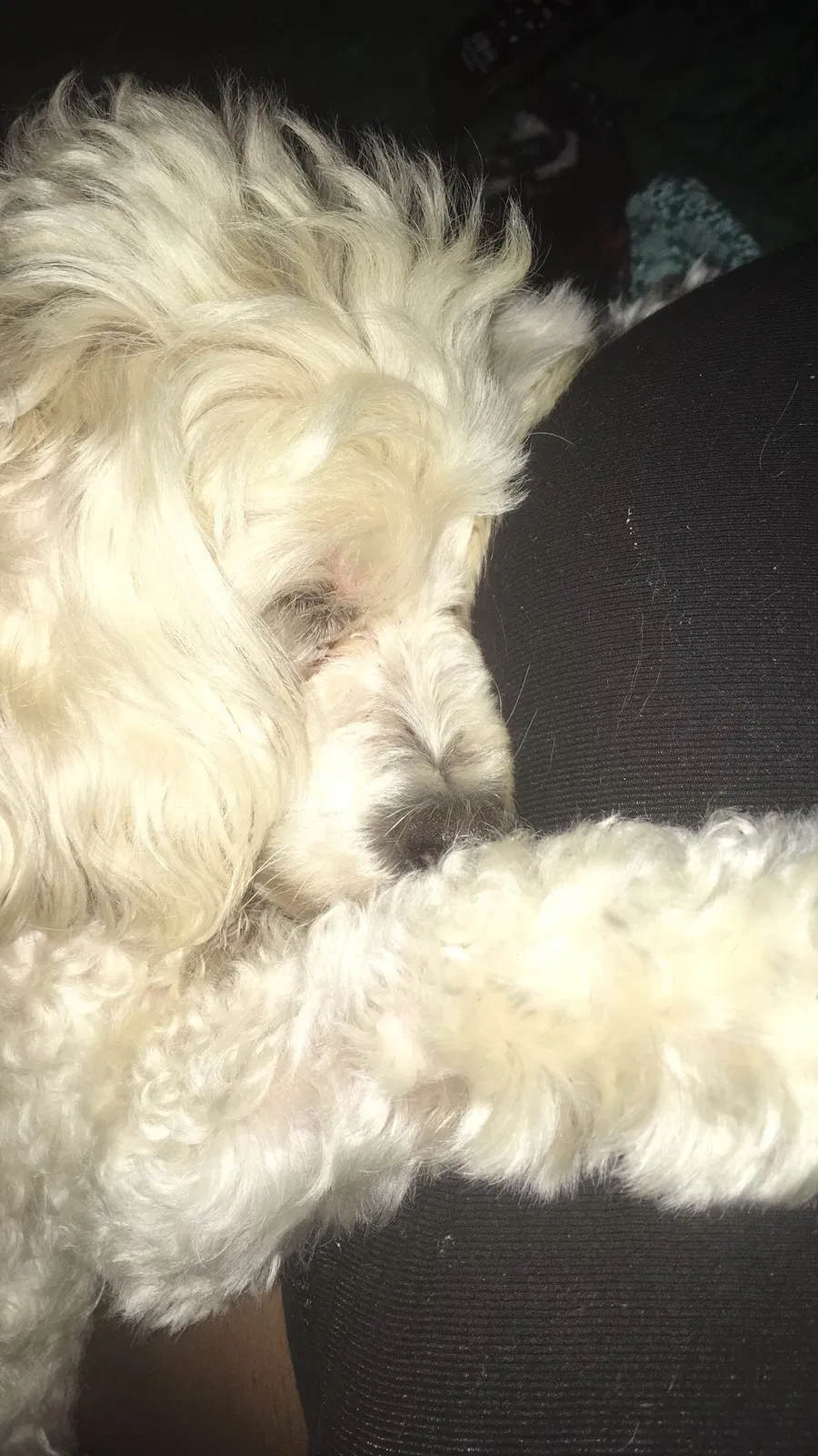 Lost dog in Raeford, NC, 28376