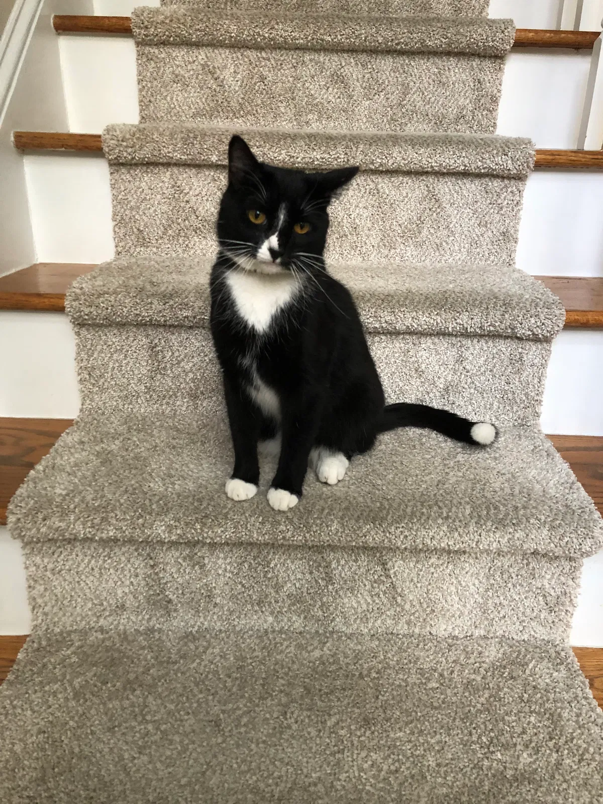 Lost cat in Charlotte, NC, 28226