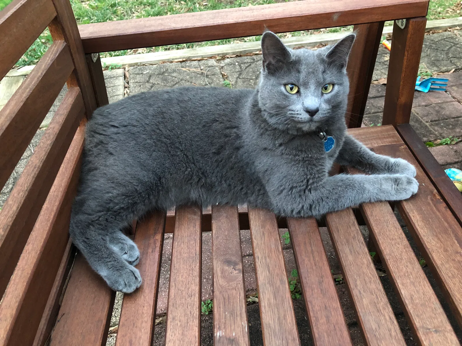 Lost cat in Charlotte, NC, 28278