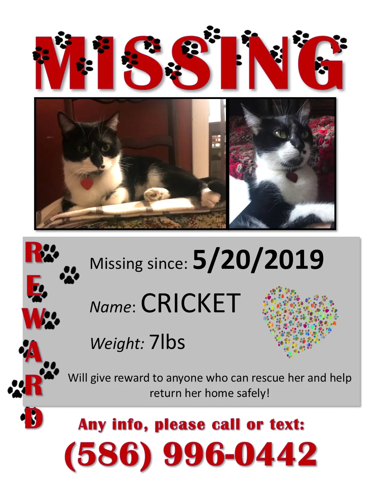 Lost cat in Baltimore, MD, 21230