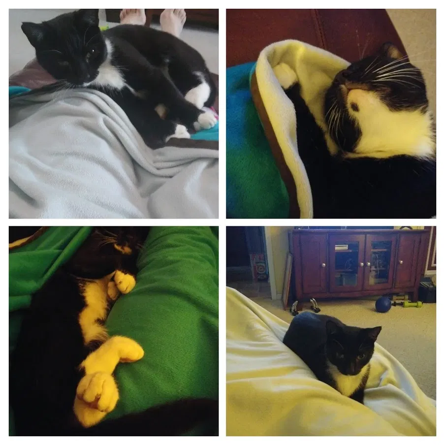 Lost cat in Indian Trail, NC, 28079