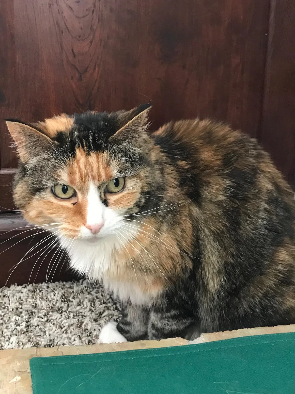 Lost cat in Thornton, CO, 80241
