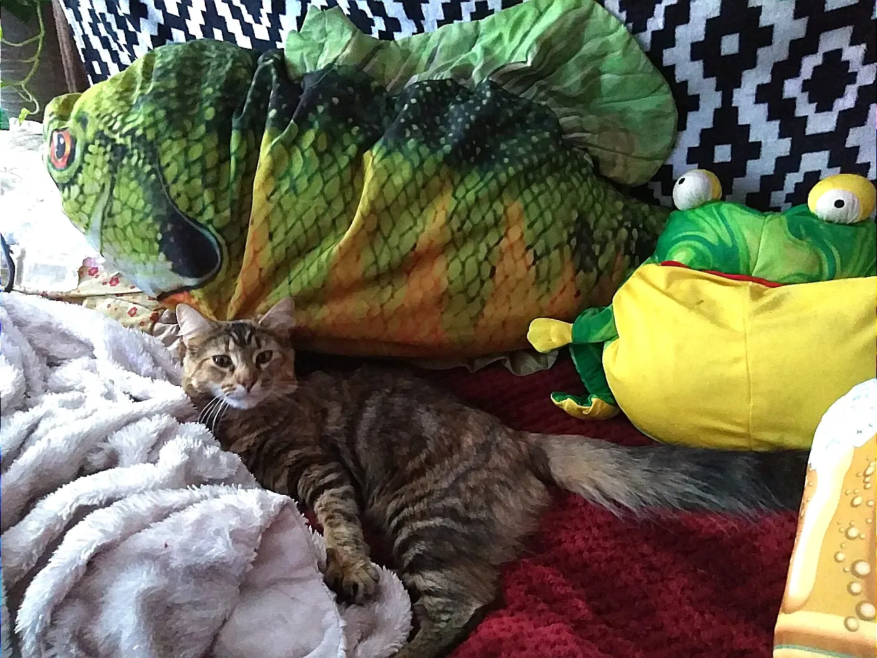 Lost cat in Charlotte, NC, 28216