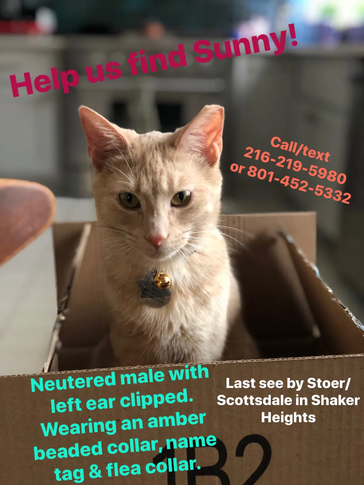 Lost cat in Beachwood, OH, 44122
