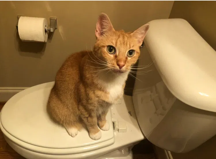 Lost cat in Pinson, AL, 35126