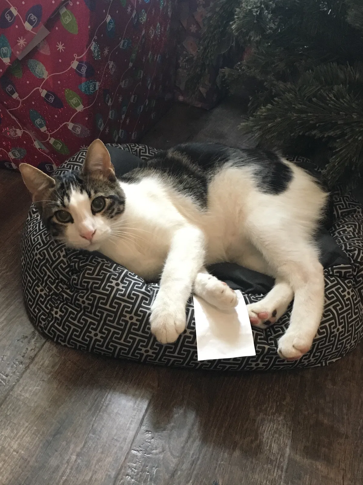 Lost cat in League City, TX, 77573