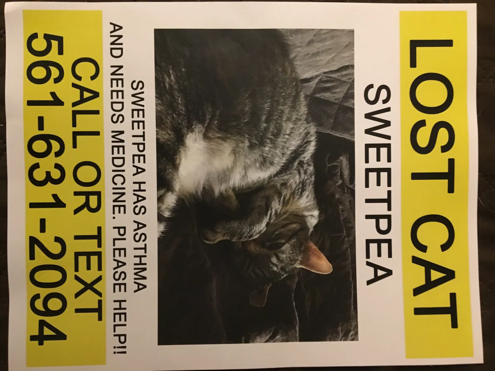 Lost cat in Columbia, MO, 65202