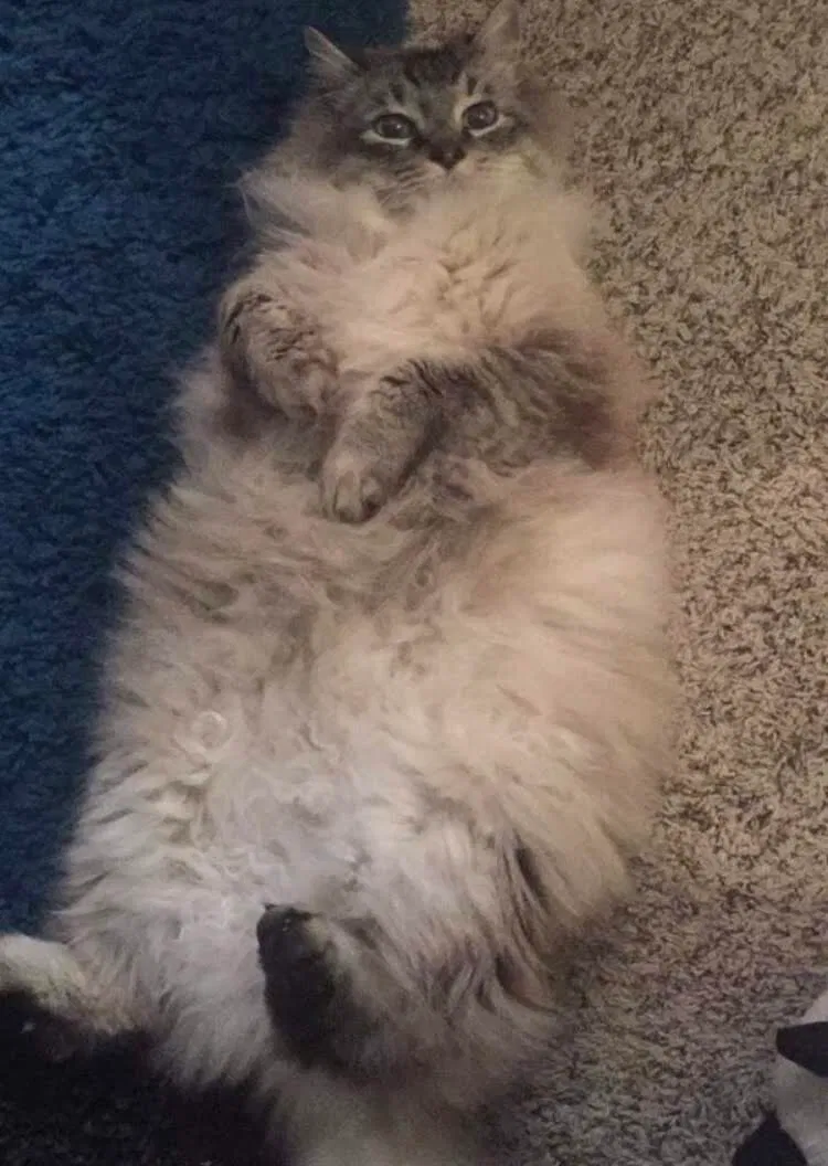 Lost cat in Colorado Springs, CO, 80915