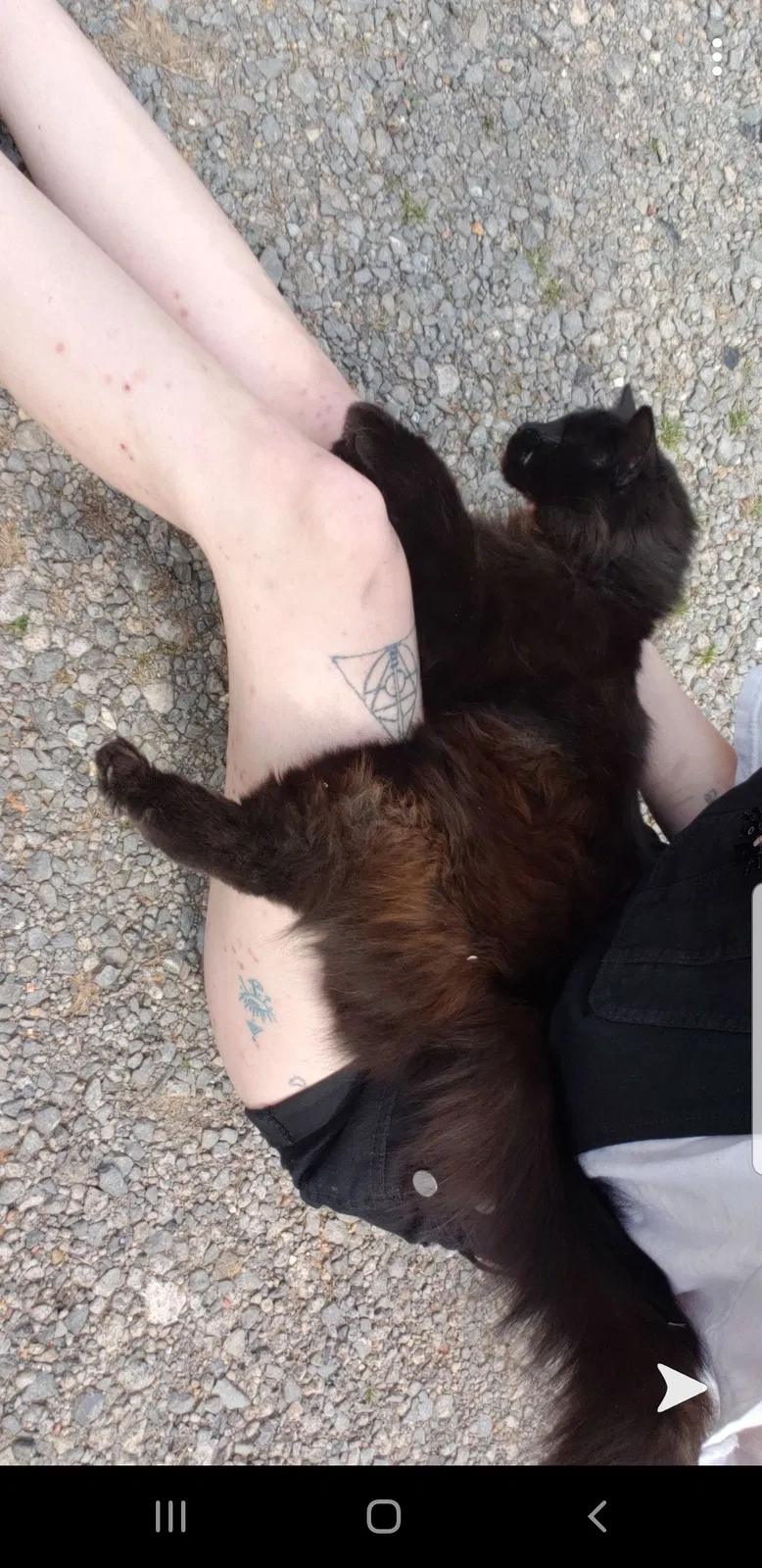 Lost cat in Adairsville, GA, 30103