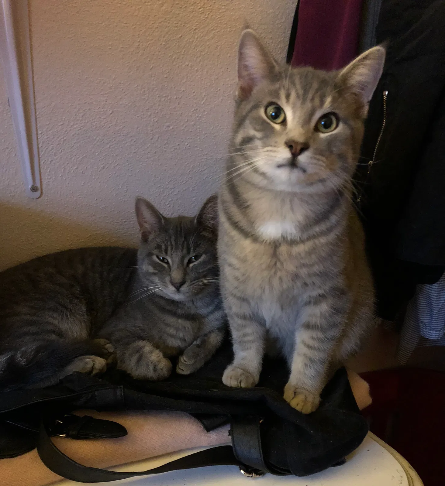 Lost cat in Bloomington, IN, 47404
