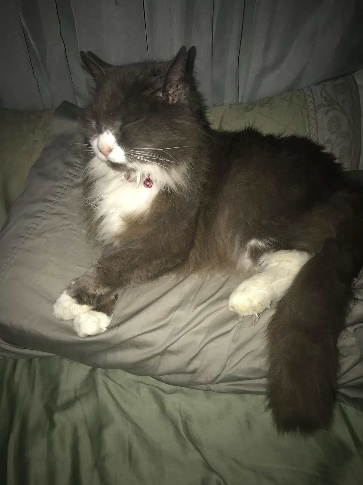 Lost cat in Valrico, FL, 33596
