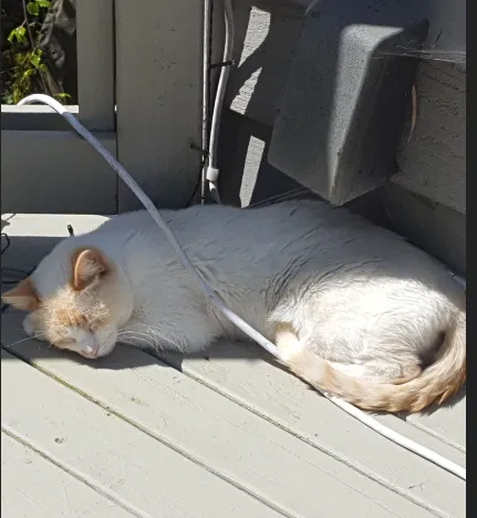Lost cat in Everett, WA, 98203