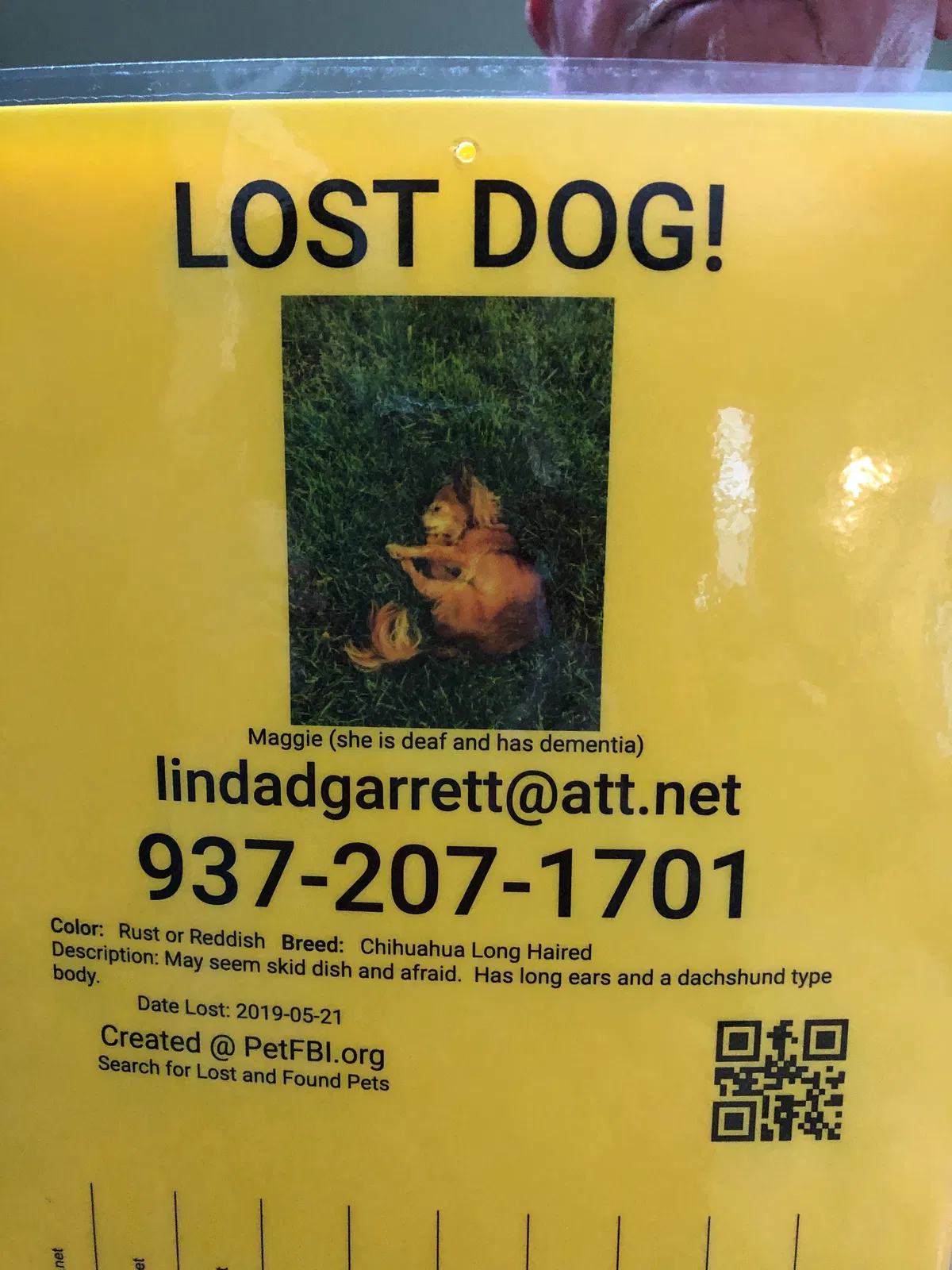Lost dog in Westerville, OH, 43081