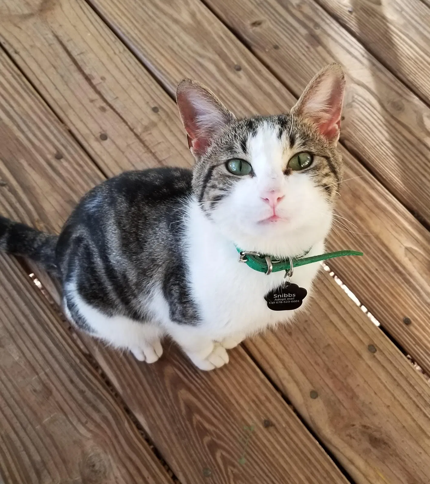 Lost cat in Lawrenceville, GA, 30046