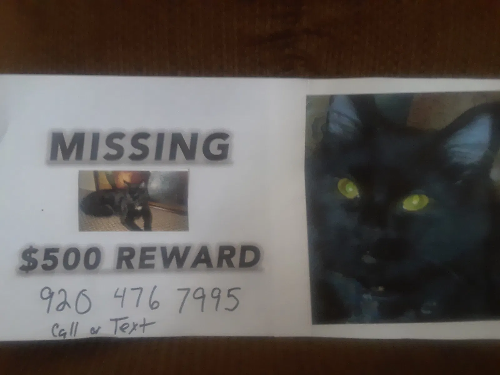 Lost cat in Green Bay, WI, 54303