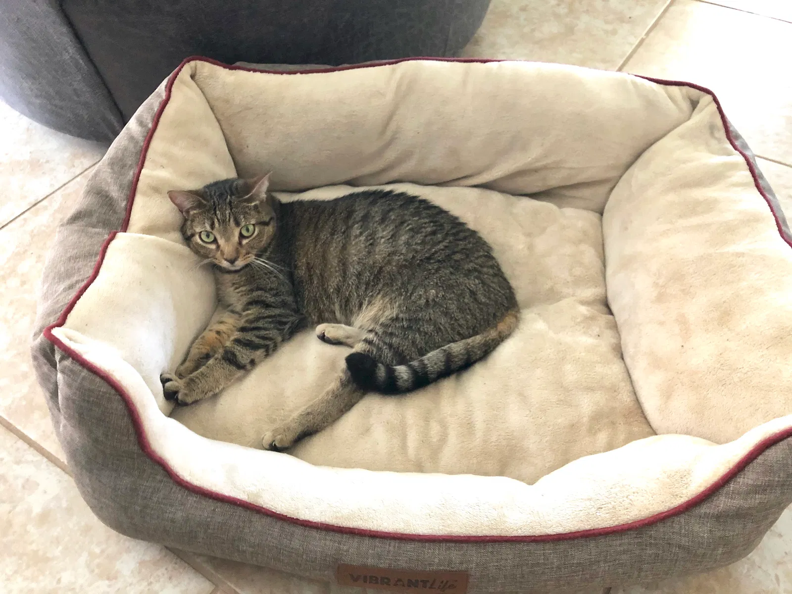 Lost cat in Eustis, FL, 32736