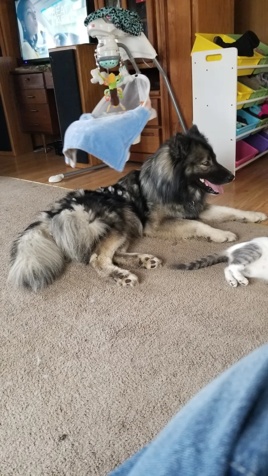 Lost dog in New Richmond, WI, 54017
