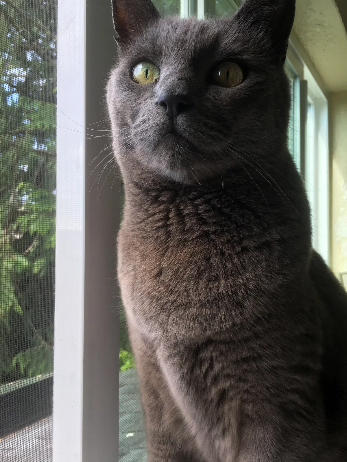Lost cat in Gig Harbor, WA, 98329