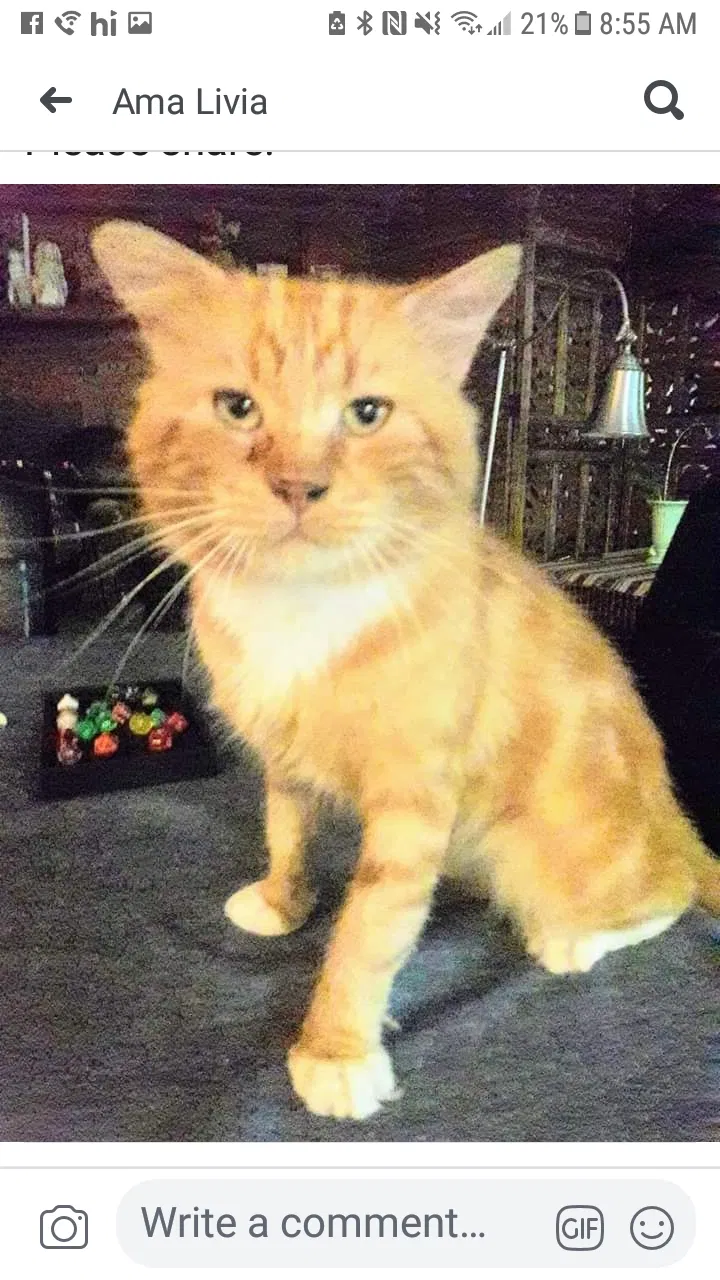 Lost cat in Saint Augustine, FL, 32084