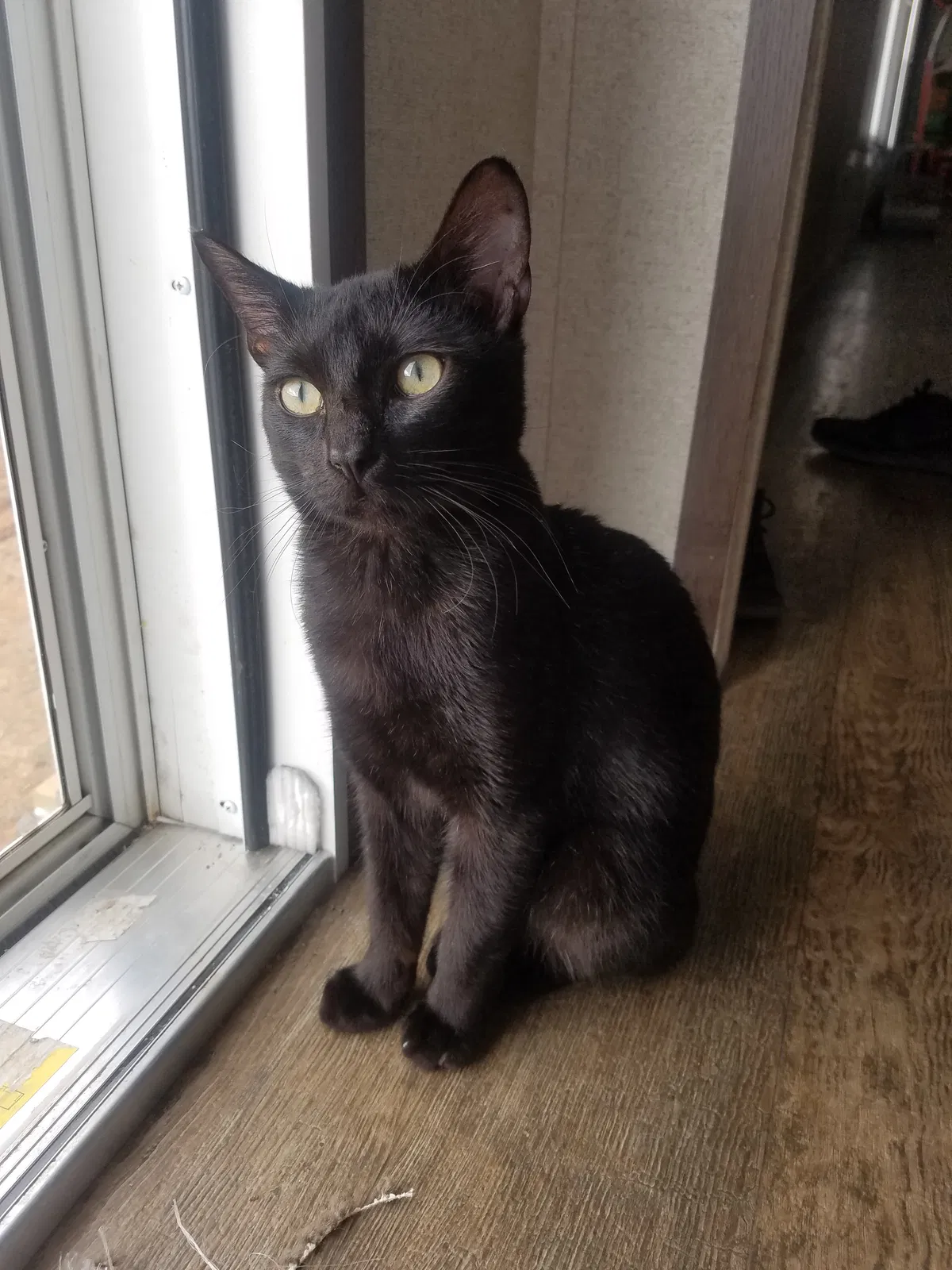 Lost cat in Coweta, OK, 74429