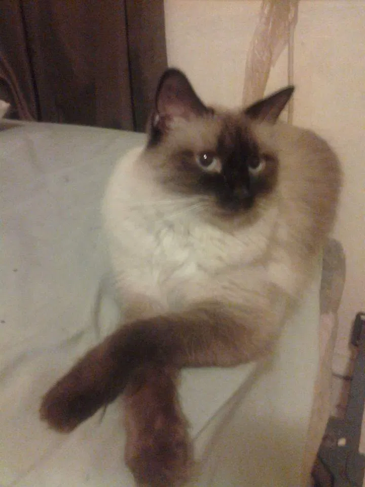 Lost cat in Pompano Beach, FL, 33062