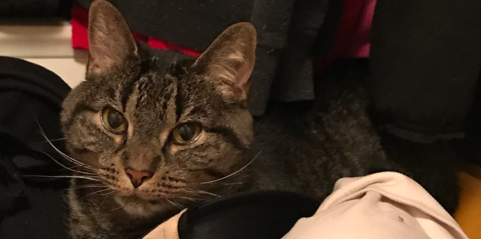 Lost cat in Saint Paul, MN, 55119