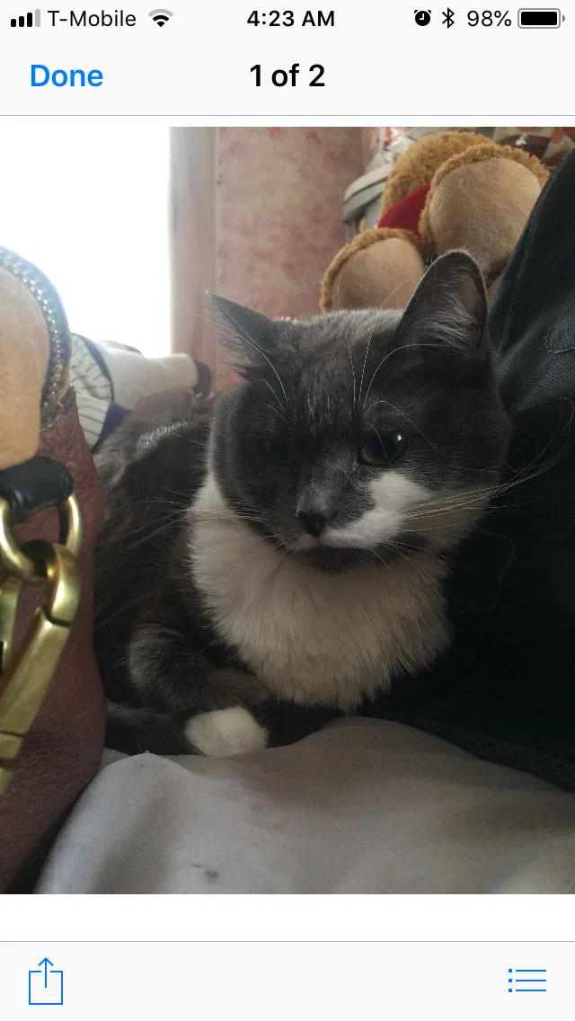 Lost cat in Minneapolis, MN, 55411