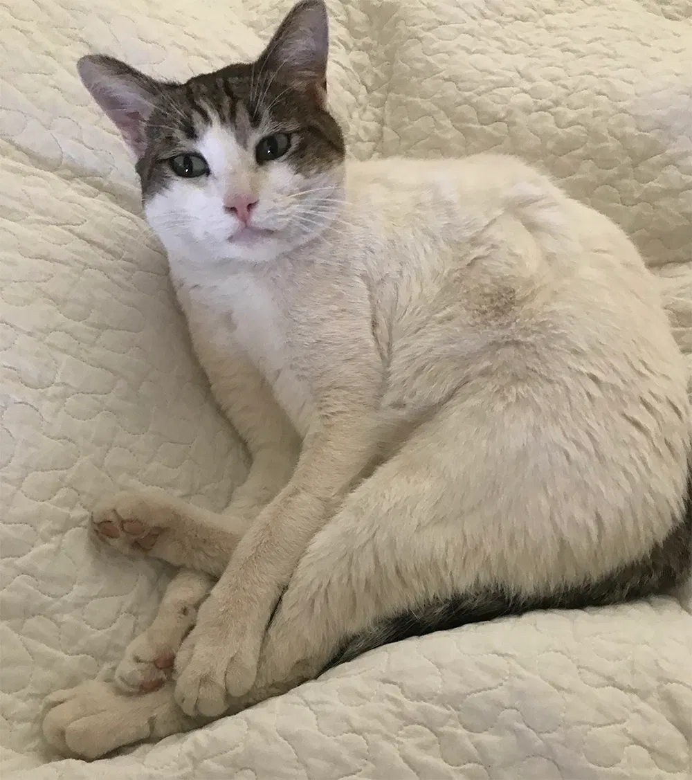 Lost cat in Avondale, AZ, 85323