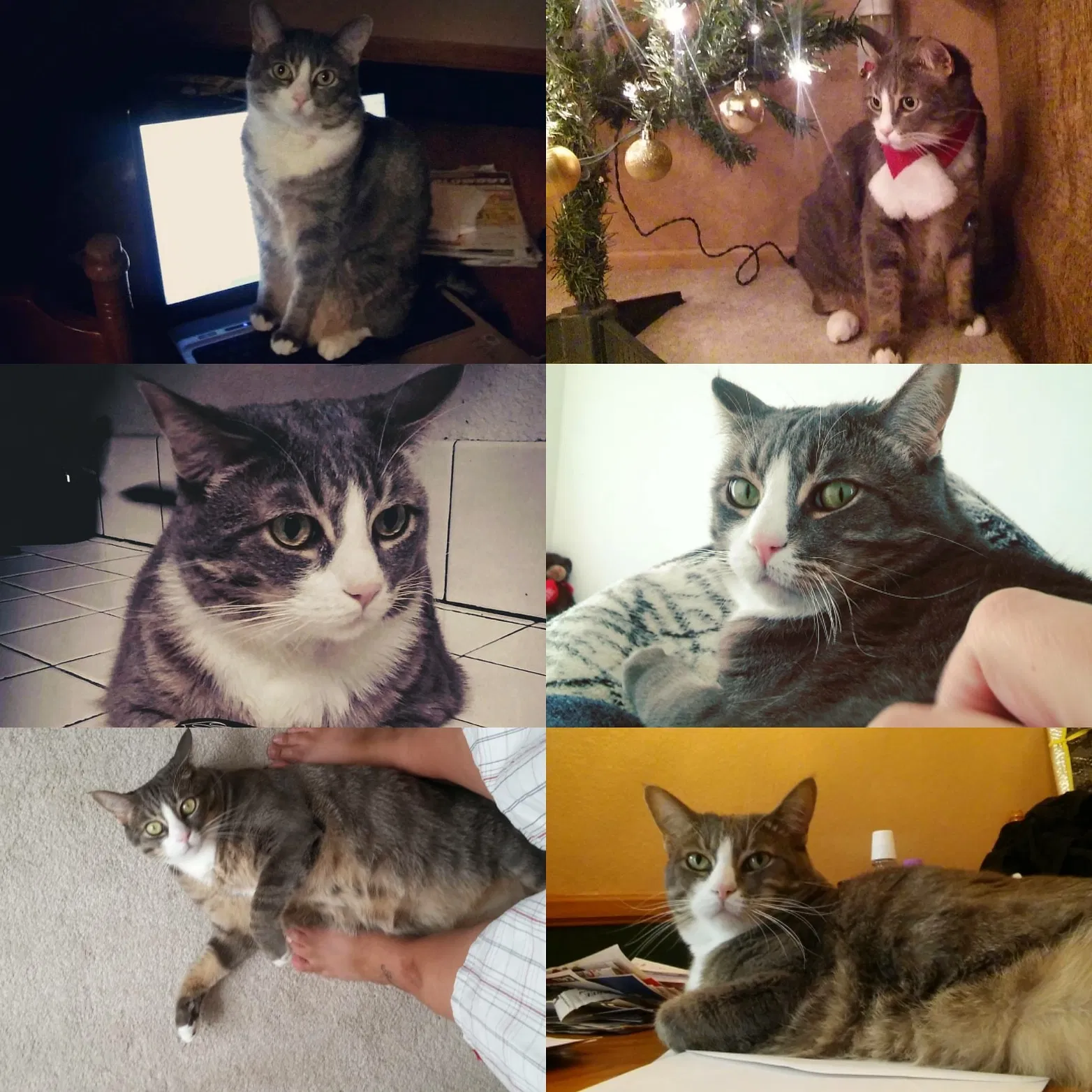 Lost cat in Adelanto, CA, 92301