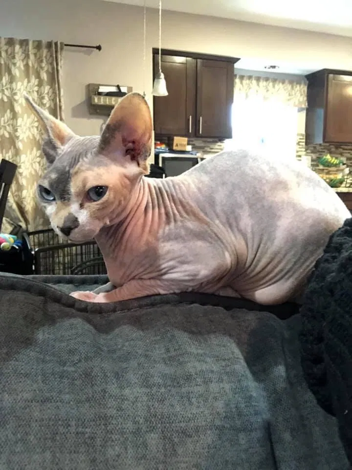 Lost cat in Signal Hill, CA, 90755