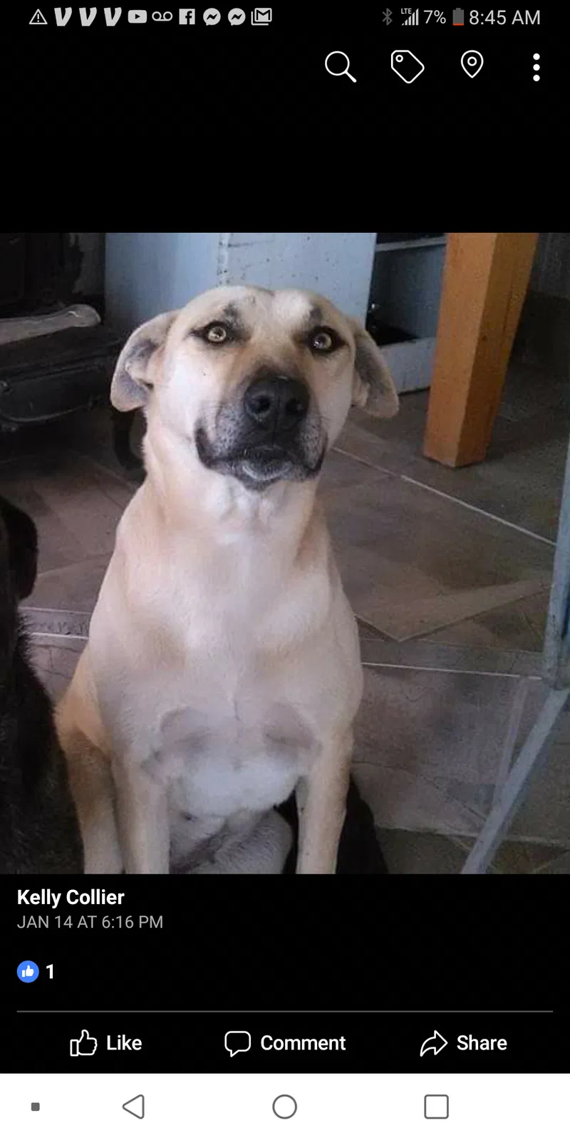 Lost dog in Delhi, CA, 95315