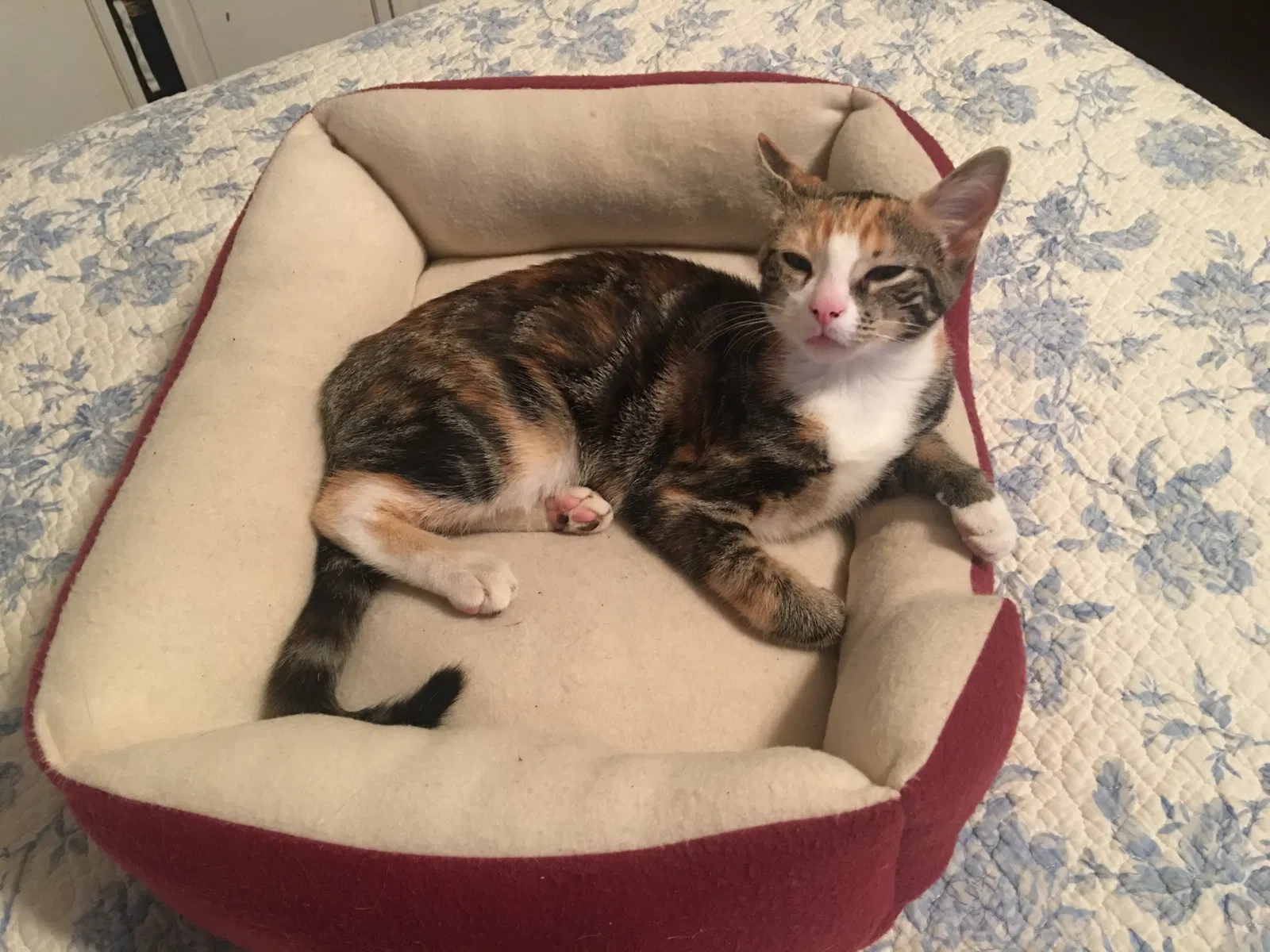 Lost cat in South New Berlin, NY, 13843