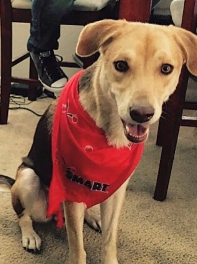 Lost dog in Tempe, AZ, 85283
