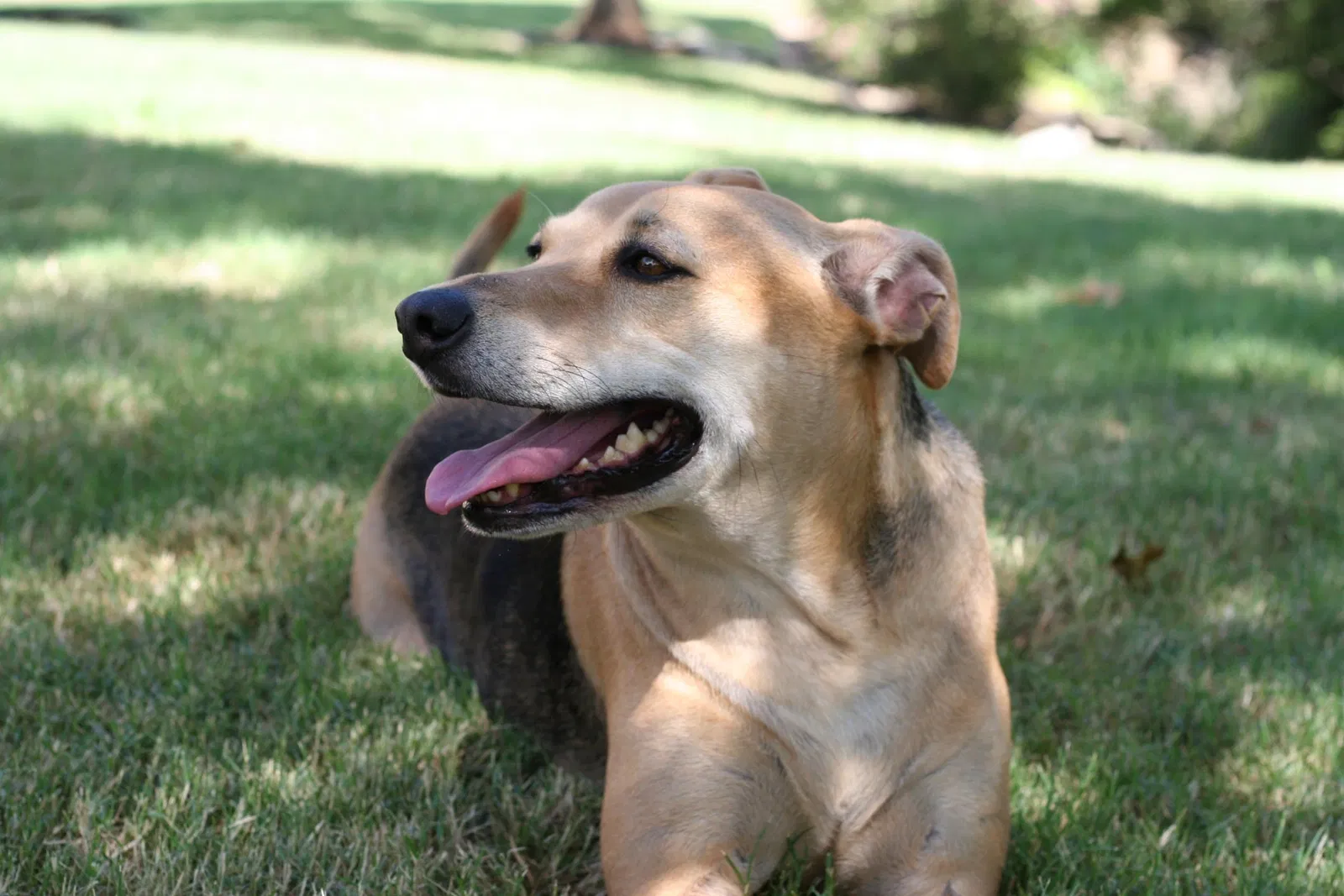 Lost dog in Austin, TX, 78759