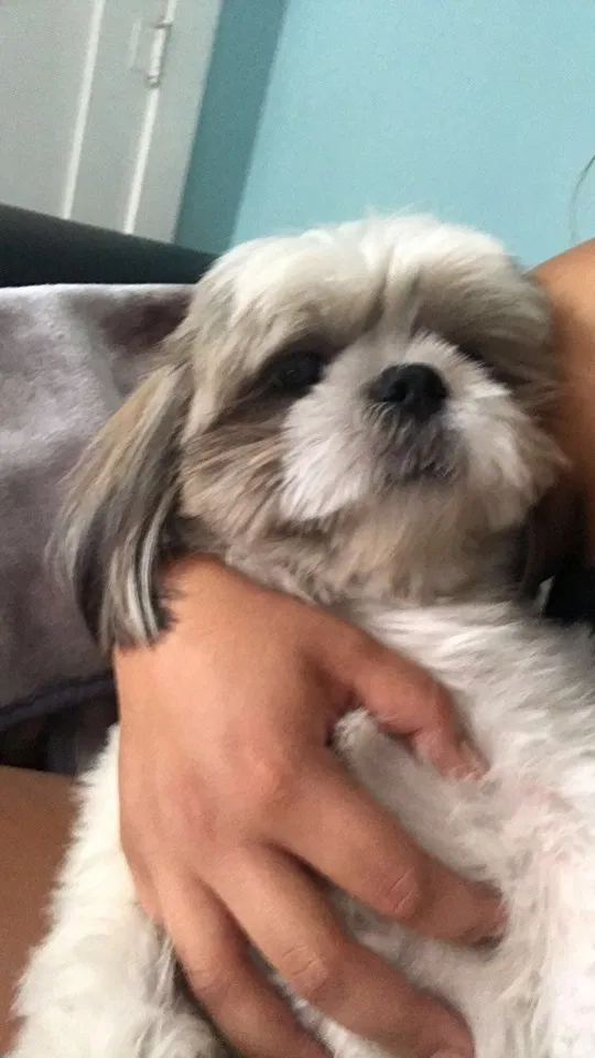 Lost dog in Los Angeles, CA, 90044