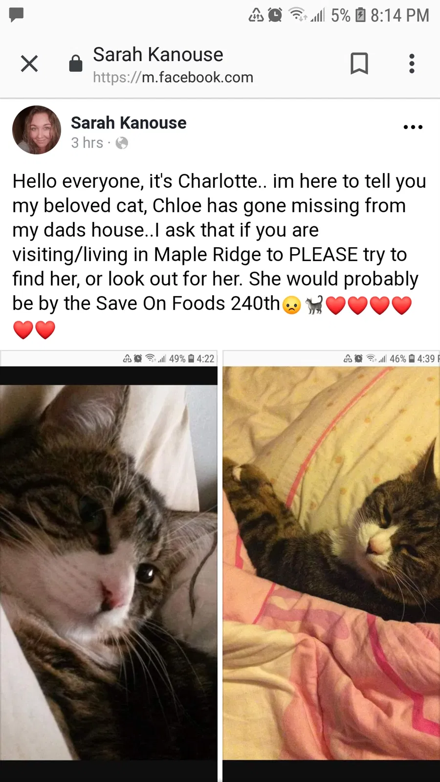 Lost cat in Unknown, CA, 0