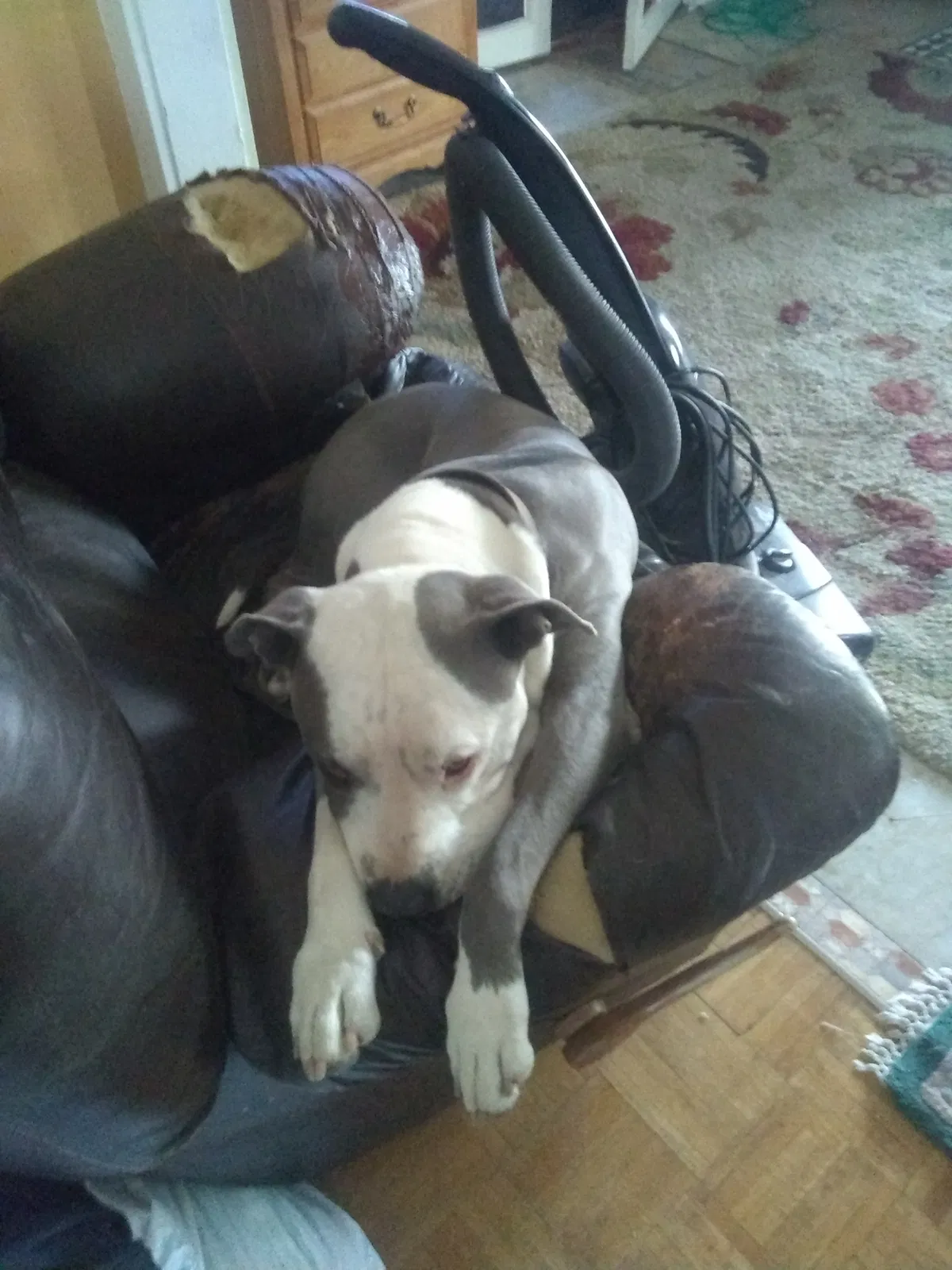 Lost dog in Pueblo, CO, 81001