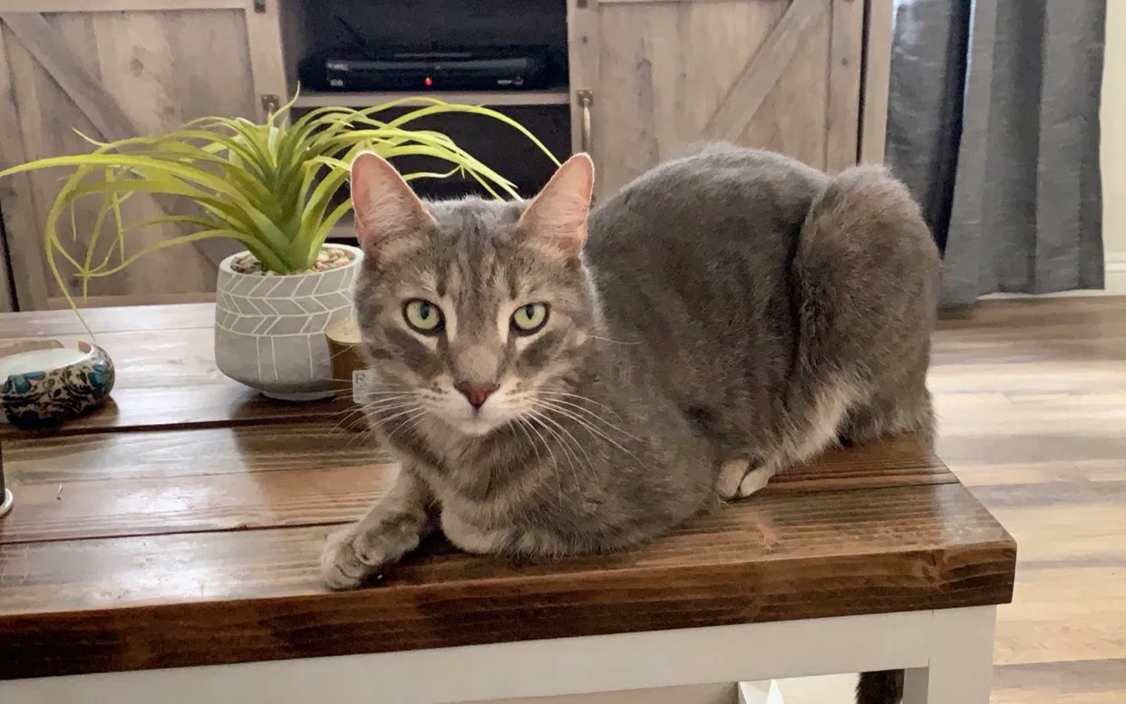 Lost cat in San Bernardino, CA, 92411